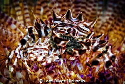 family portrait
(mom and dad Zebra crab presenting the n... by Lars Oliver Michaelis 